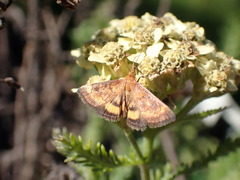Pyrausta californicalis