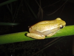 Hyperolius viridiflavus