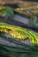 Phyllospadix torreyi
