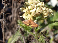 Pyrausta californicalis