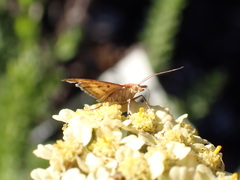 Pyrausta californicalis