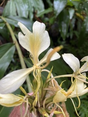 Hedychium flavescens