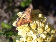 Pyrausta californicalis