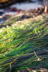 Phyllospadix torreyi