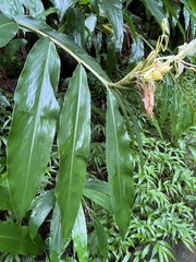 Hedychium flavescens