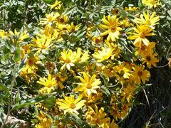 Aldama helianthoides