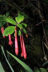 Fuchsia