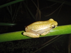 Hyperolius viridiflavus