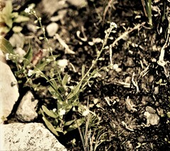 Myosotis laxa