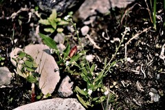 Myosotis laxa