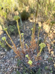 Crassula subulata