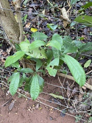 Tabernaemontana ventricosa