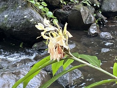 Hedychium flavescens
