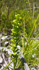 Disa cylindrica