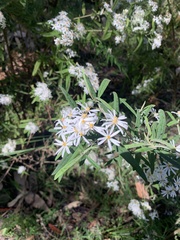 Olearia