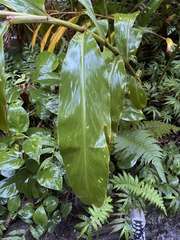 Hedychium flavescens
