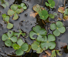 Marsilea crenata