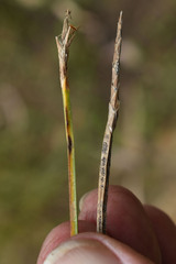 Eleocharis philippinensis