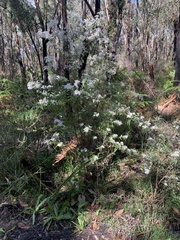 Olearia