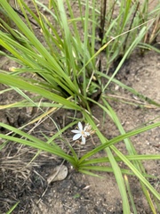 Chlorophytum saundersiae