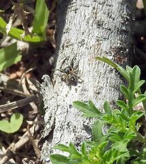 Habronattus coecatus