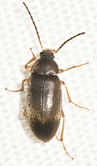 Isomira