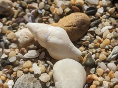 Nodopelagia brazieri