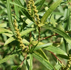 Sapium haematospermum