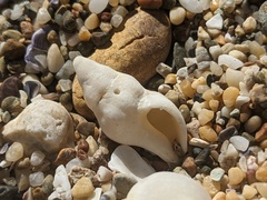 Nodopelagia brazieri