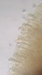 Amanita junquillea