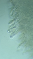Amanita junquillea