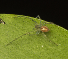 Cheiracanthiidae