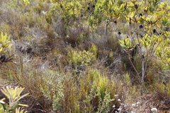 Serruria inconspicua