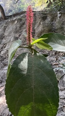 Acalypha stricta