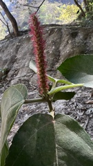 Acalypha stricta
