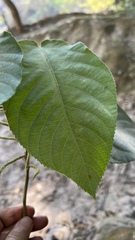 Acalypha stricta