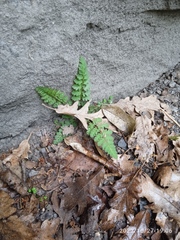 Corydalis cheilanthifolia