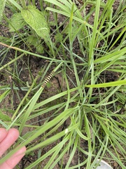 Chlorophytum saundersiae