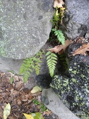 Corydalis cheilanthifolia