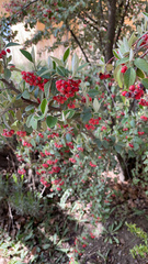 Cotoneaster pannosus