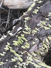 Trichaptum abietinum