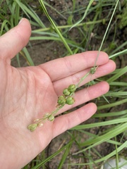 Chlorophytum saundersiae