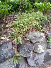 Corydalis cheilanthifolia