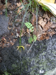 Corydalis cheilanthifolia
