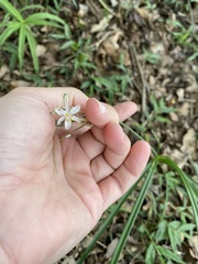Chlorophytum saundersiae