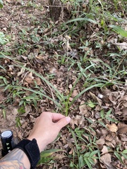 Chlorophytum saundersiae