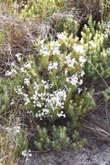 Gnidia pinifolia
