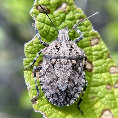 Brochymena