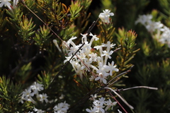 Gnidia pinifolia