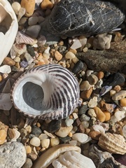 Austrocochlea porcata